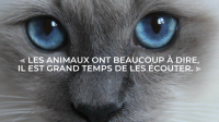 Découverte et initiation à la communication animale